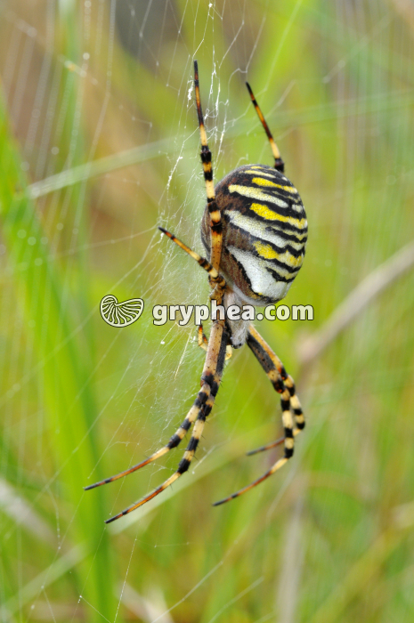 Epeire fasciée à l'affût sur sa toile (Argiope bruennichi) - gryphea.org